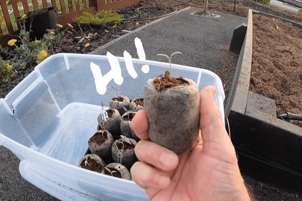 Fruit and Vegetable&nbsp;Seeds