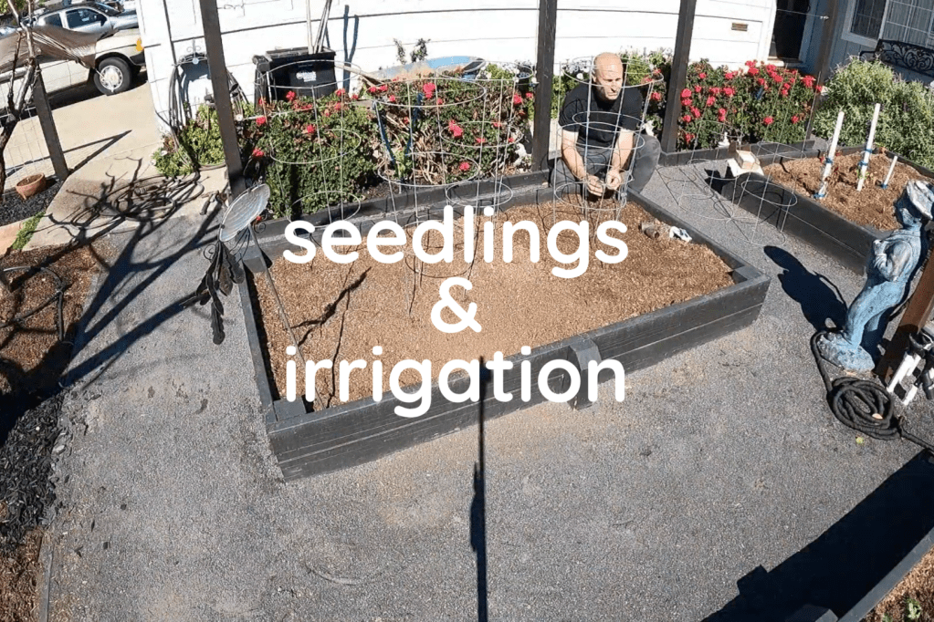 Seedlings, Staining &&nbsp;Irrigation