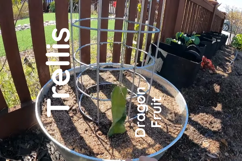 Dragon Fruit Trellis